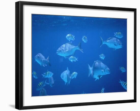 Tropical Fish, Caribbean-Lauree Feldman-Framed Photographic Print