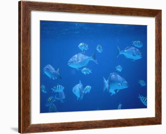 Tropical Fish, Caribbean-Lauree Feldman-Framed Photographic Print