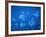 Tropical Fish, Caribbean-Lauree Feldman-Framed Photographic Print