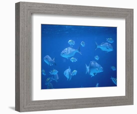 Tropical Fish, Caribbean-Lauree Feldman-Framed Photographic Print