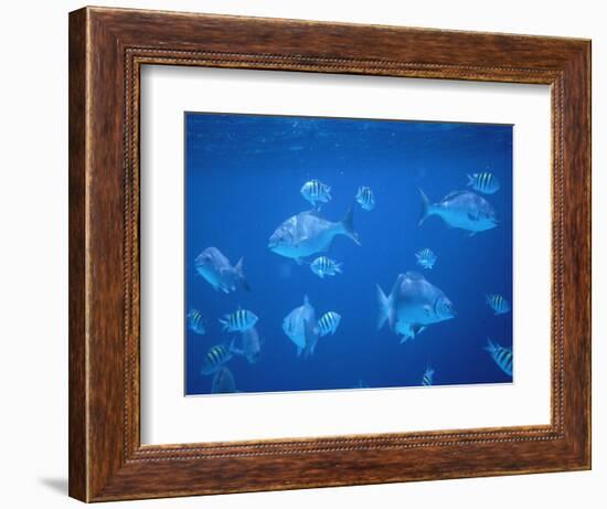 Tropical Fish, Caribbean-Lauree Feldman-Framed Photographic Print