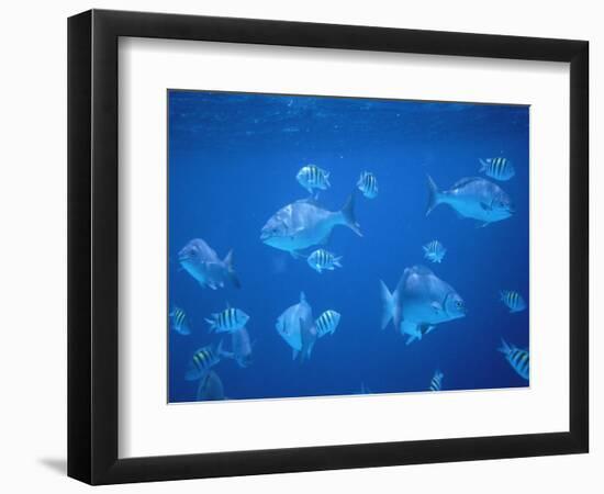 Tropical Fish, Caribbean-Lauree Feldman-Framed Photographic Print