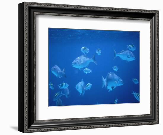 Tropical Fish, Caribbean-Lauree Feldman-Framed Photographic Print