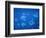 Tropical Fish, Caribbean-Lauree Feldman-Framed Photographic Print