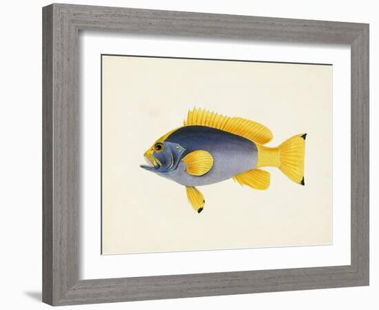 Tropical Fish Collection V-Unknown-Framed Art Print