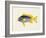 Tropical Fish Collection V-Unknown-Framed Art Print