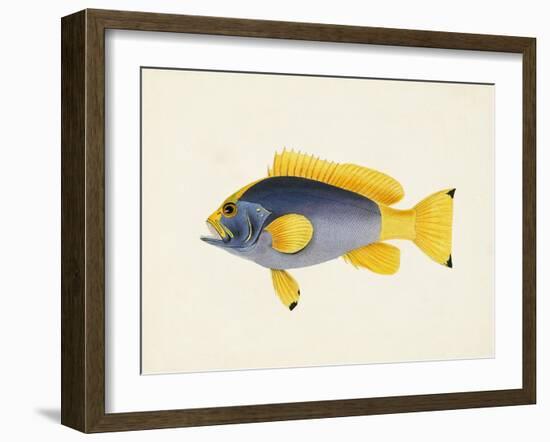 Tropical Fish Collection V-Unknown-Framed Art Print