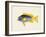 Tropical Fish Collection V-Unknown-Framed Art Print