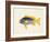 Tropical Fish Collection V-Unknown-Framed Art Print