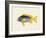 Tropical Fish Collection V-Unknown-Framed Art Print