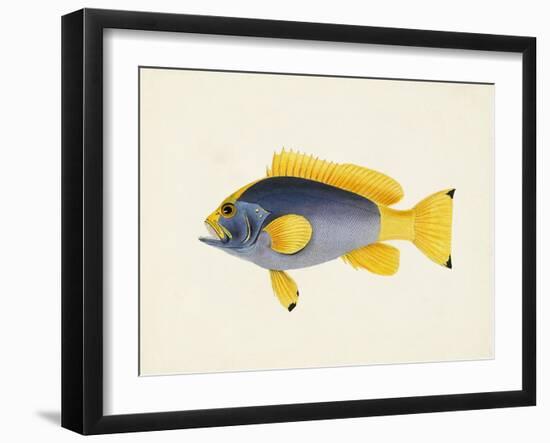 Tropical Fish Collection V-Unknown-Framed Art Print