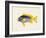 Tropical Fish Collection V-Unknown-Framed Art Print