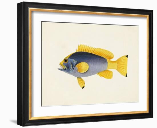 Tropical Fish Collection V-Unknown-Framed Art Print