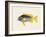 Tropical Fish Collection V-Unknown-Framed Art Print