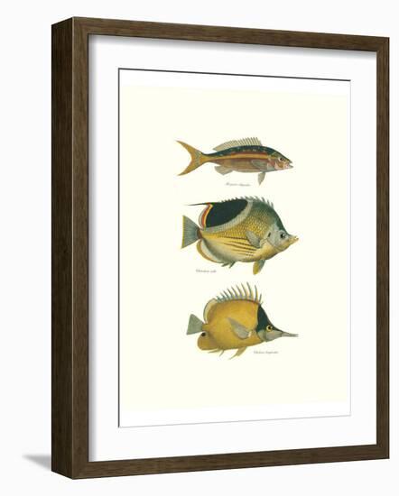 Tropical Fish I-Georges Cuvier-Framed Premium Giclee Print