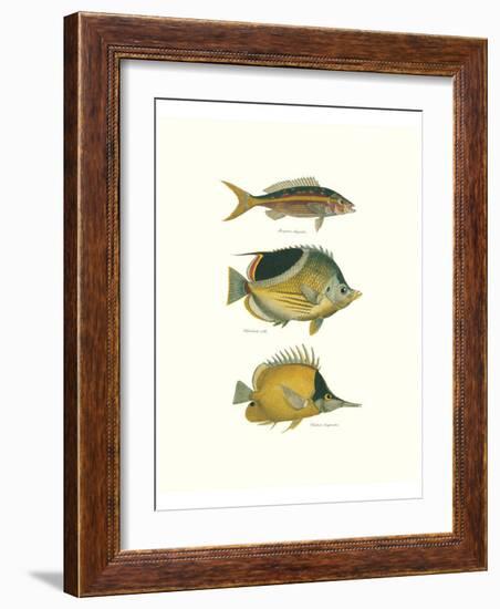 Tropical Fish I-Georges Cuvier-Framed Premium Giclee Print