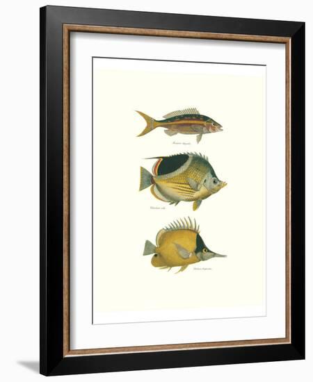 Tropical Fish I-Georges Cuvier-Framed Premium Giclee Print