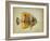 Tropical Fish I-Sydney Edmunds-Framed Giclee Print