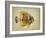 Tropical Fish I-Sydney Edmunds-Framed Giclee Print