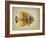 Tropical Fish I-Sydney Edmunds-Framed Giclee Print