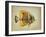 Tropical Fish I-Sydney Edmunds-Framed Giclee Print