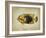 Tropical Fish II-Sydney Edmunds-Framed Giclee Print