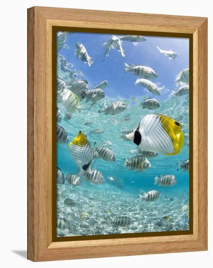 Tropical Fish in Bora-Bora Lagoon-Michele Westmorland-Framed Premier Image Canvas