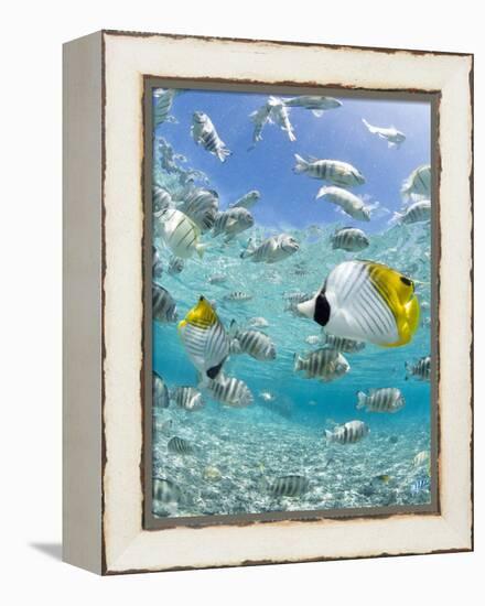 Tropical Fish in Bora-Bora Lagoon-Michele Westmorland-Framed Premier Image Canvas