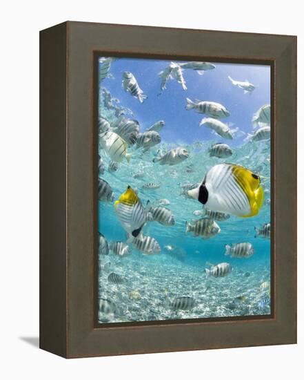 Tropical Fish in Bora-Bora Lagoon-Michele Westmorland-Framed Premier Image Canvas