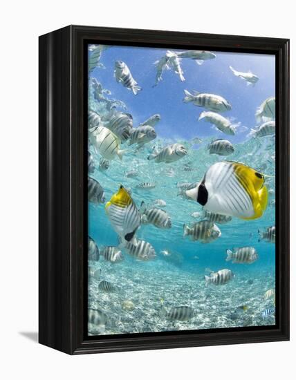 Tropical Fish in Bora-Bora Lagoon-Michele Westmorland-Framed Premier Image Canvas