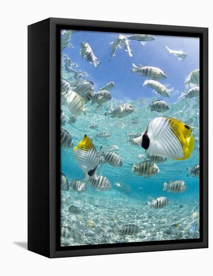 Tropical Fish in Bora-Bora Lagoon-Michele Westmorland-Framed Premier Image Canvas