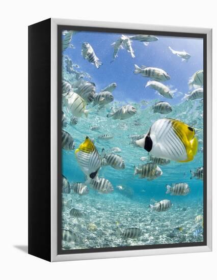 Tropical Fish in Bora-Bora Lagoon-Michele Westmorland-Framed Premier Image Canvas