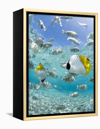 Tropical Fish in Bora-Bora Lagoon-Michele Westmorland-Framed Premier Image Canvas