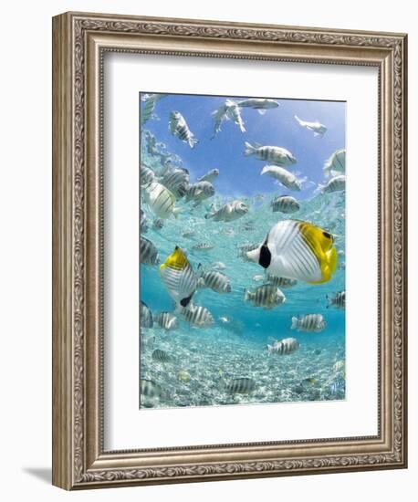 Tropical Fish in Bora-Bora Lagoon-Michele Westmorland-Framed Premium Photographic Print