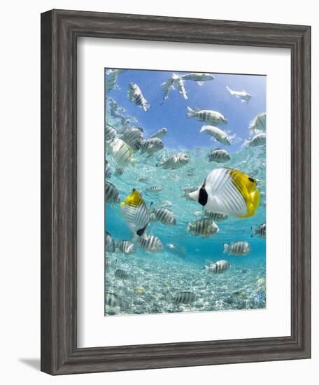 Tropical Fish in Bora-Bora Lagoon-Michele Westmorland-Framed Premium Photographic Print