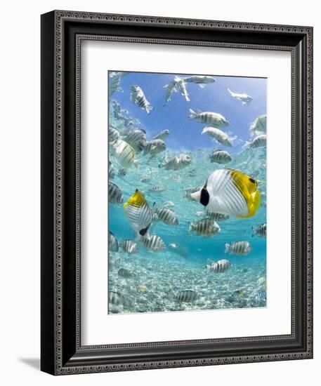 Tropical Fish in Bora-Bora Lagoon-Michele Westmorland-Framed Premium Photographic Print