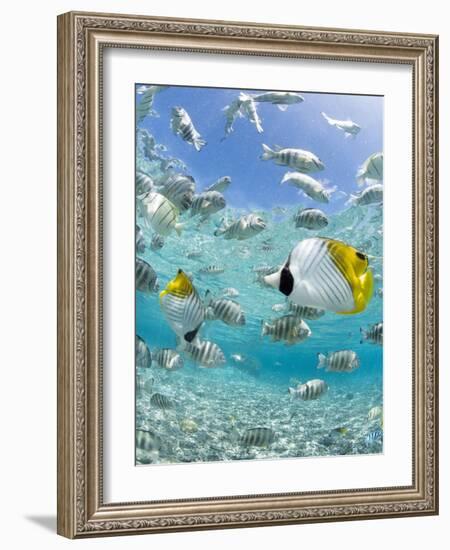 Tropical Fish in Bora-Bora Lagoon-Michele Westmorland-Framed Photographic Print