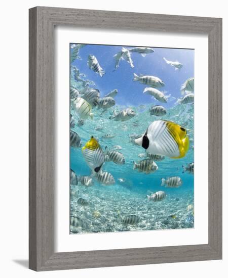 Tropical Fish in Bora-Bora Lagoon-Michele Westmorland-Framed Photographic Print