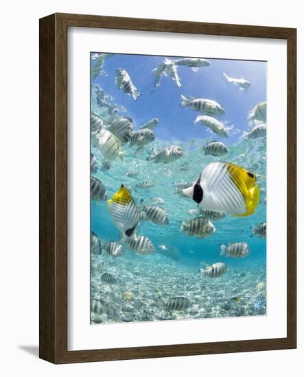 Tropical Fish in Bora-Bora Lagoon-Michele Westmorland-Framed Photographic Print