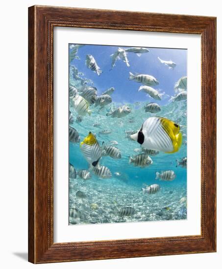 Tropical Fish in Bora-Bora Lagoon-Michele Westmorland-Framed Photographic Print