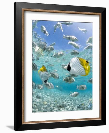 Tropical Fish in Bora-Bora Lagoon-Michele Westmorland-Framed Photographic Print