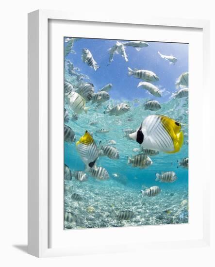 Tropical Fish in Bora-Bora Lagoon-Michele Westmorland-Framed Photographic Print