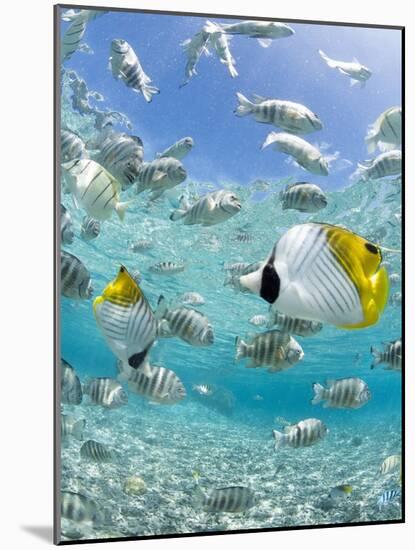 Tropical Fish in Bora-Bora Lagoon-Michele Westmorland-Mounted Photographic Print