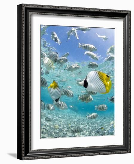 Tropical Fish in Bora-Bora Lagoon-Michele Westmorland-Framed Photographic Print