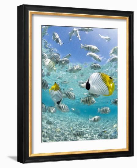 Tropical Fish in Bora-Bora Lagoon-Michele Westmorland-Framed Photographic Print