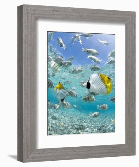 Tropical Fish in Bora-Bora Lagoon-Michele Westmorland-Framed Photographic Print