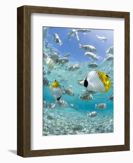 Tropical Fish in Bora-Bora Lagoon-Michele Westmorland-Framed Photographic Print