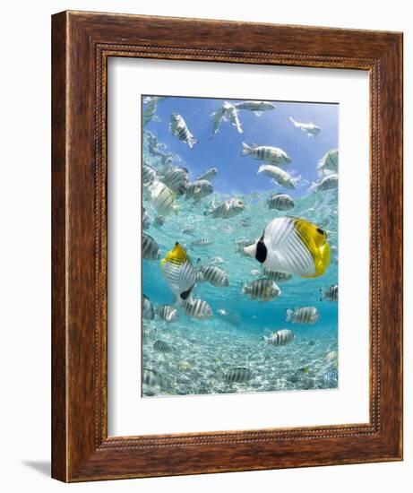 Tropical Fish in Bora-Bora Lagoon-Michele Westmorland-Framed Photographic Print