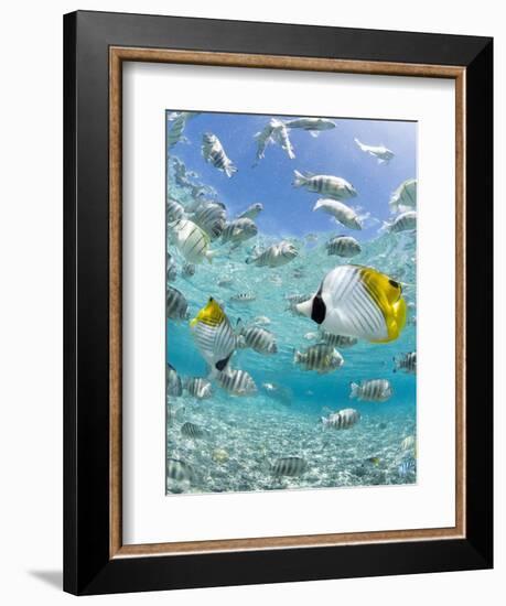 Tropical Fish in Bora-Bora Lagoon-Michele Westmorland-Framed Photographic Print