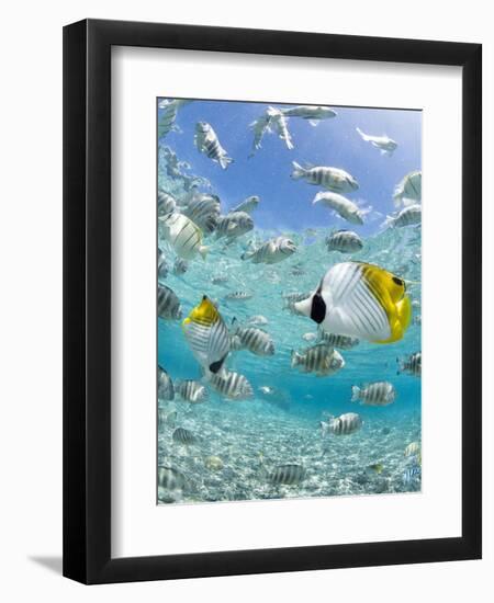 Tropical Fish in Bora-Bora Lagoon-Michele Westmorland-Framed Photographic Print